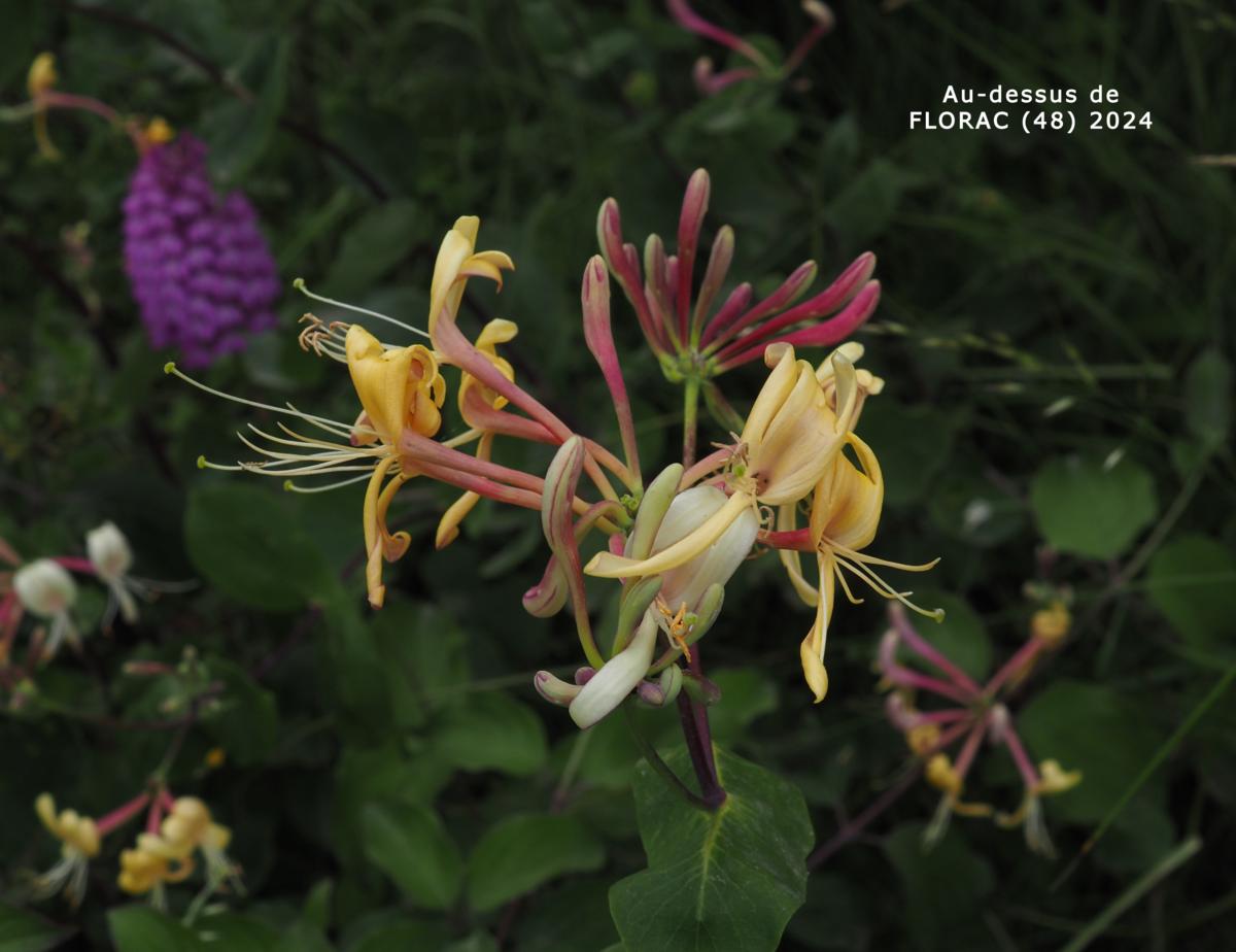 Honeysuckle, Eutruscan  flower